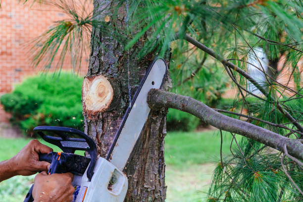 How Our Tree Care Process Works  in  Forest Hills, TN